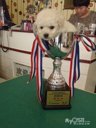 樂狗泰迪 從專業繁育到精致美容，打造一站式愛犬呵護體驗