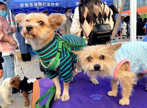 濟(jì)南首家寵物公益領(lǐng)養(yǎng)中心正式開放，開啟愛心領(lǐng)養(yǎng)與專業(yè)服務(wù)新篇章