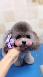 深圳寵物服務(wù)新風(fēng)尚 上門寵物美容，為您的狗狗打造專屬星級體驗(yàn)